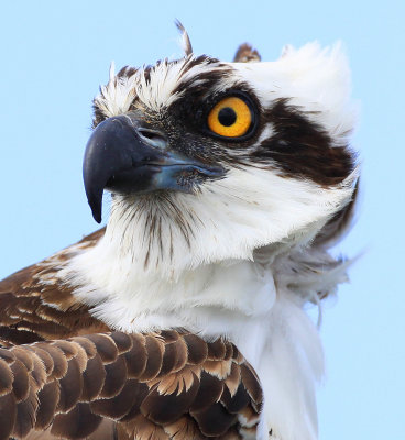 Osprey