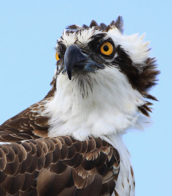 Osprey