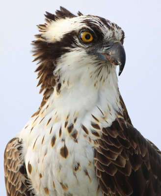 Osprey