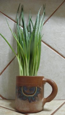 A vase for green onions