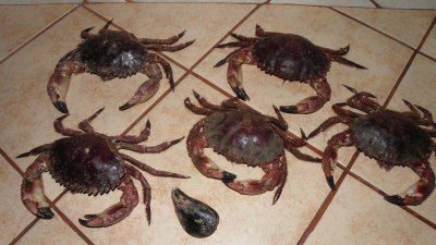 Cangrejo, Crab for the Cangrejo rellenos