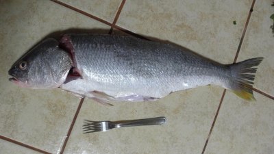 Corvina best for Ceviche 