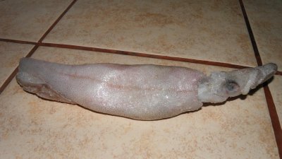 Squid 12 inchs