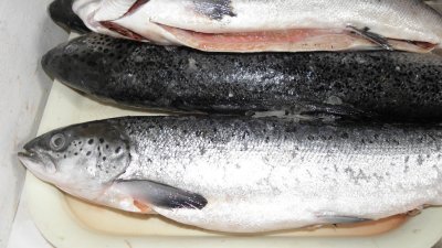Atlantic Salmon from Chile