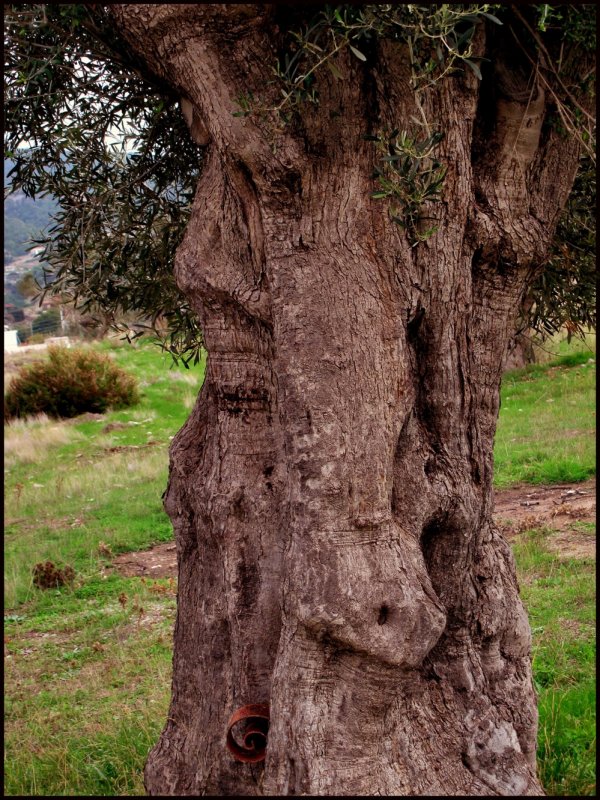 ent.jpg