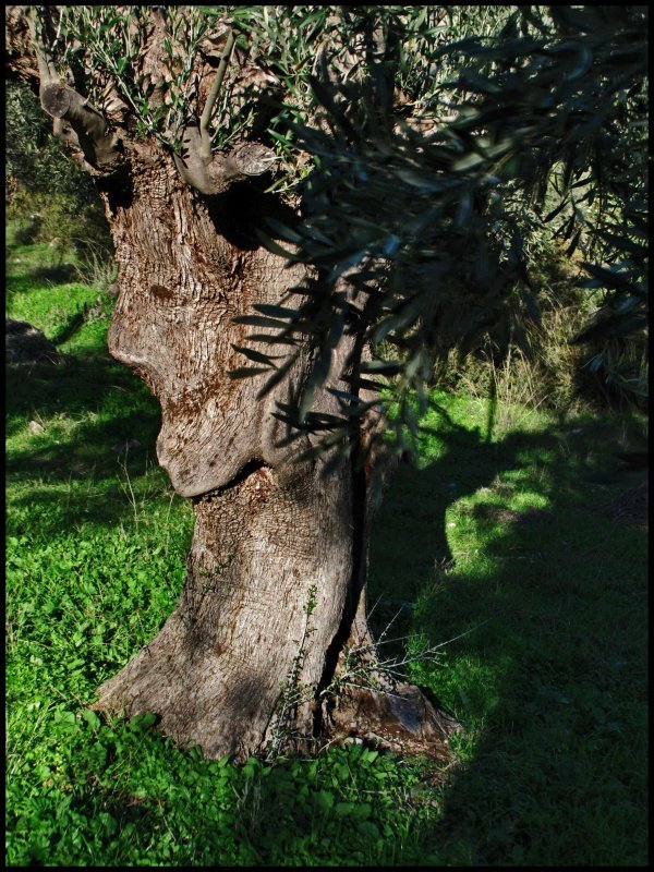 profile olve tree.jpg