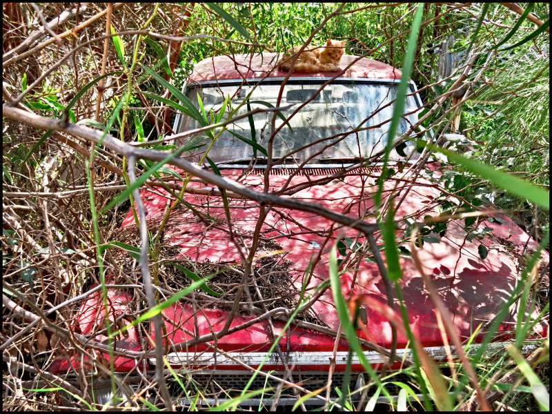 Cat sleeps on Abandoned car