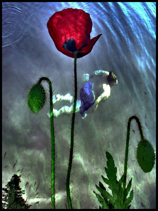 Swimming Poppies 1.jpg