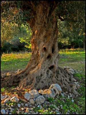  Olive Tree Creature.jpg