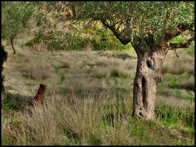 redford and Olive tree copy 1.jpg