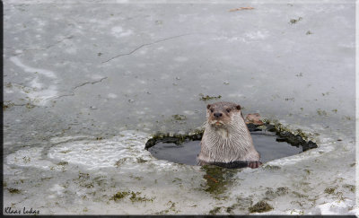 Otters