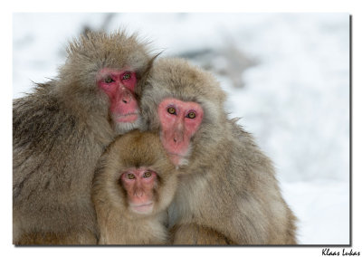 a_D804058 Japanese macaque, snow monkey.jpg
