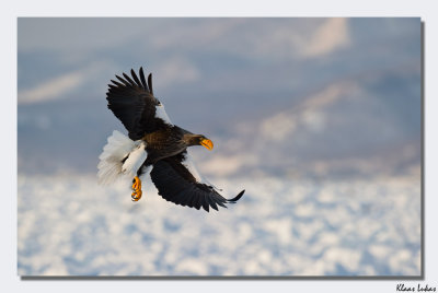 a_D3S6717 Haliaeetus pelagicus, Steller's sea eagle.jpg