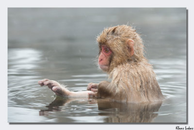 a_D803335 Japanese macaque, snow monkey.jpg