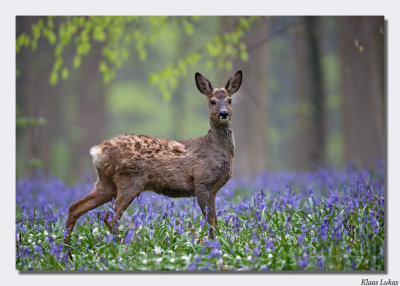 Hallerbos / Belgie