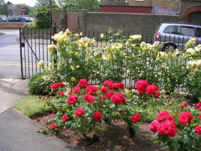 Roses in the churchyard
