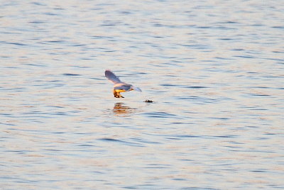 IMG_6603.JPG