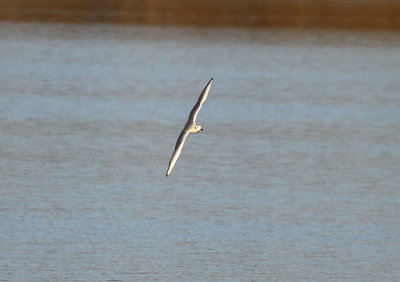 IMG_6642.JPG