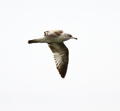 IMG_6790.JPG