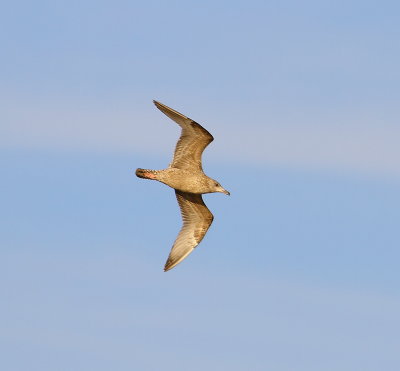 IMG_7261.JPG