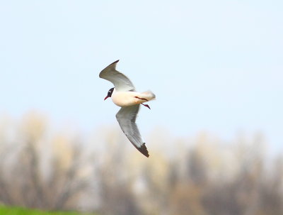 IMG_8555.JPG