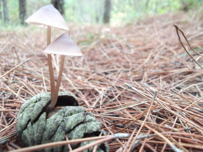 mushroom_season_2012