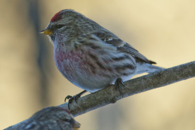Sizerin flammé (male)
