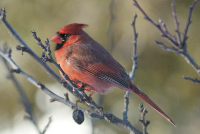 Cardinal