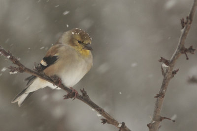 Chardonneret jaune (plumage d'hiver)