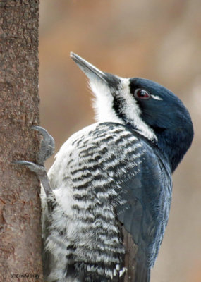 Black-backed Woodpecker Female