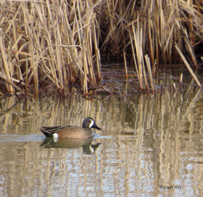 Blue-winged Teal