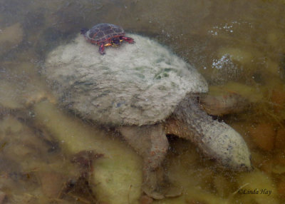 Snapping Turtle in Ice