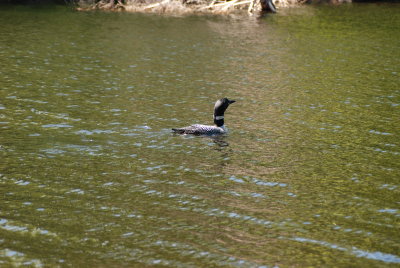 banded_loon