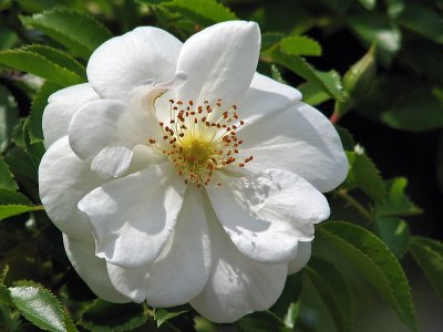 1flower.jpg