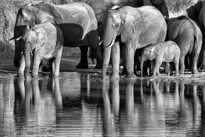 Elephants drinking with reflections 