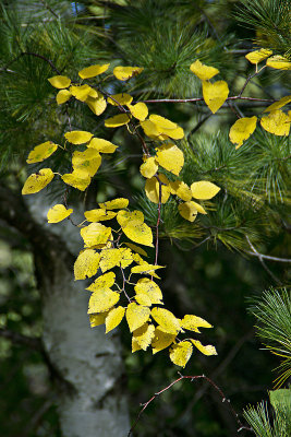 Fall Birch