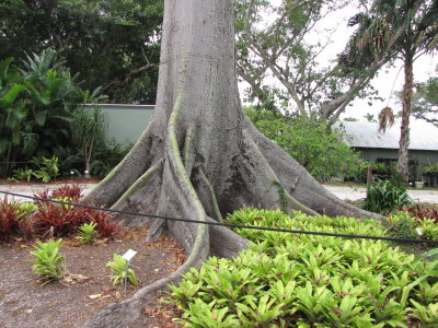 Tree... the little sign near the base (see next image) says Kapok