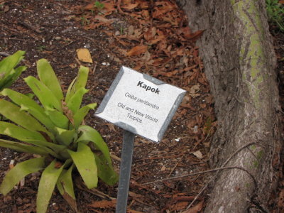 Tree sign: Kapok, Ceiba pentandra, Old and New World Tropics