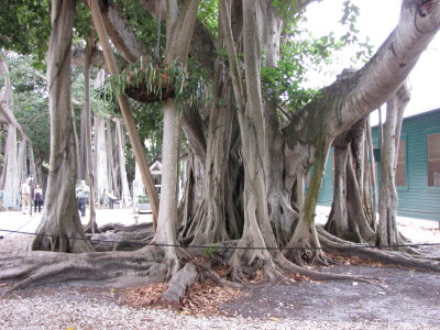 Tree... Banyan?