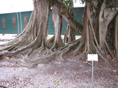 Tree, sign: Lofty Fig; Ficus altissima, SE Asia