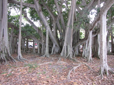 This is the tree that the next sign refers to (1927 Banyan)