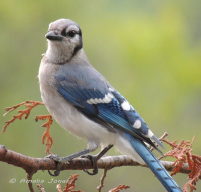 Compare this view (an internet picture) of a bluejay face with the crest down - compare the face with the face of pic 2117...