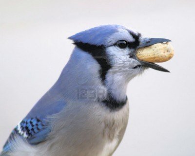 Notice the color pattern on the breast of this bluejay, compare to your bird...