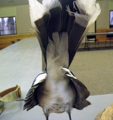 Not a flattering view (another internet picture) of this bluejay, but it shows the same color pattern of the underside of the tail as your bird shows...