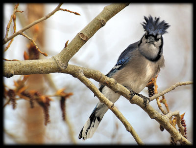 Here is an internet picture of a bluejay having a bad hair day, compare with your pic 2116
credit:
http://www.flickr.com/photos/the_kav/3459669168/
