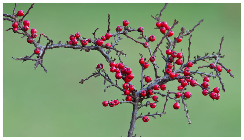 Cotoneaster