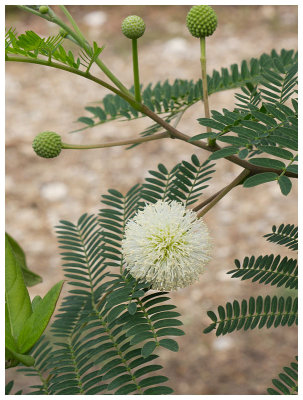 Mimosoideae sp