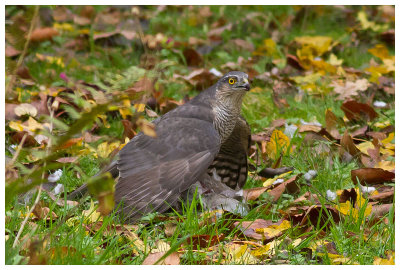 Sparrowhawk 