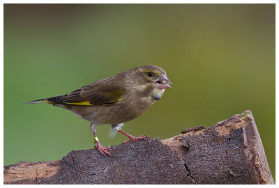 female Greenfinch  (probably with tick)