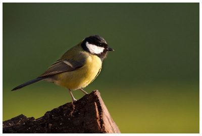 Great Tit 